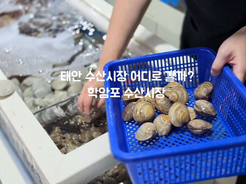 태안 가볼만한곳 학암포 어촌계 수산시장 해산물 한가득