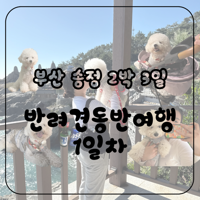 부산 송정 2박 3일 반려견동반여행 1일차｜해동용궁사·해리단길·송정해수욕장
