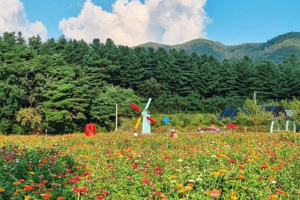 2026년 10월 강원도 가을축제 일정 총정리｜단풍·가을꽃·주말여행 추천