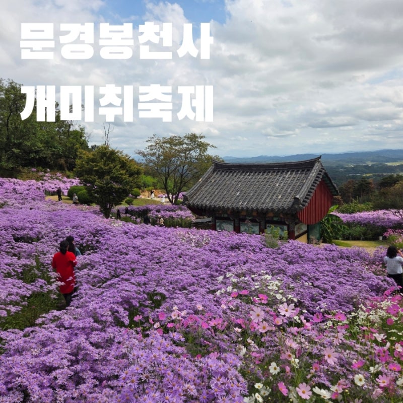 문경 봉천사 개미취 축제 정보 주차 입장료 개화 상황 애견 동반 가능한 직접 다녀온 후기