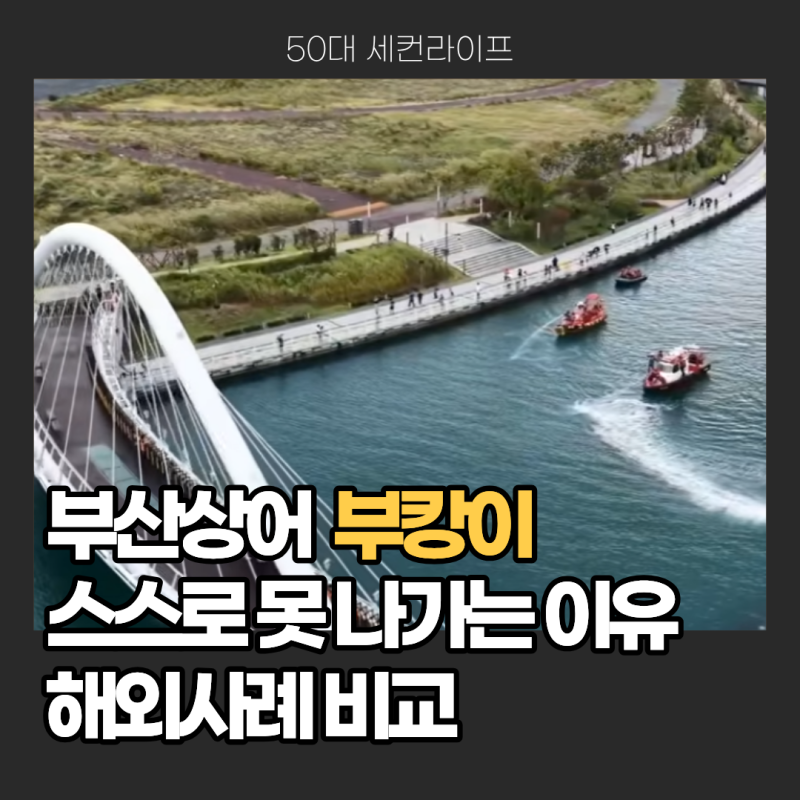 부산 북항 상어 '부캉이' 외해 유도 작전 총정리! 왜 스스로 못 나갈까? (해외 사례 비교)