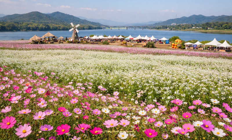 Free Admission and Parking: Gyeonggi-do and Seoul Metropolitan Area Attractions, Namhangang River, Yeoju Daesin Island Cosmos