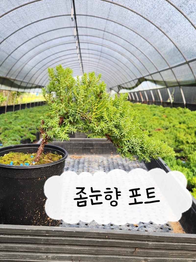 좀눈향 포트입니다. 정가네농원 조경공사납품