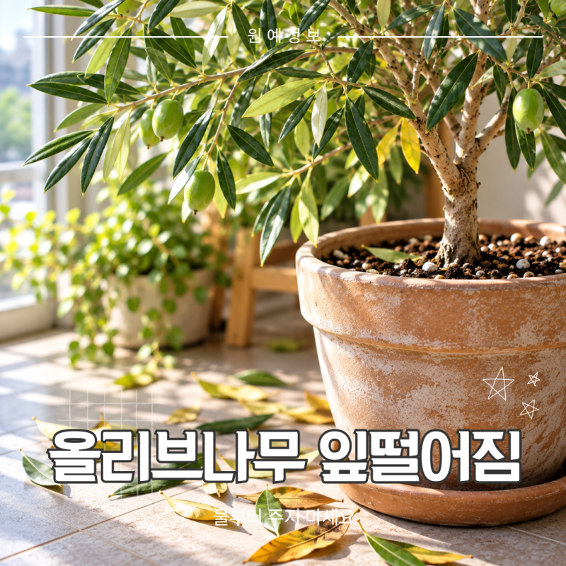 올리브나무 잎이 떨어진다면, 물부터 주기 전에 확인할 것