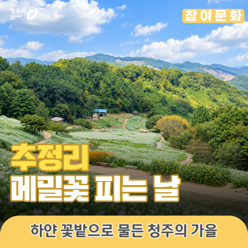 청주 가을에 어디 갈까? - 하얀 눈꽃처럼 피어난 추정리 메밀밭