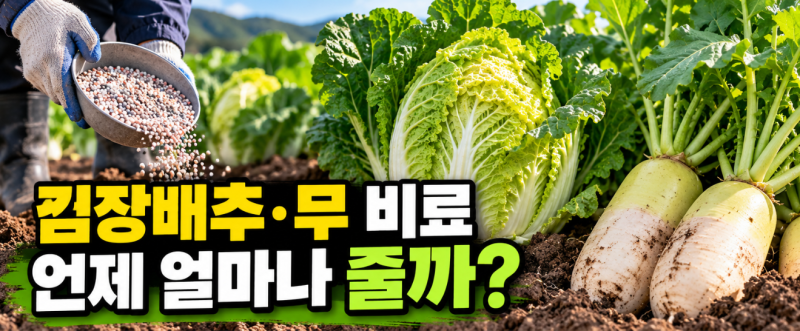 김장채소 복합비료 사용법, 배추·무 밑거름과 웃거름 언제 얼마나 줄까?
