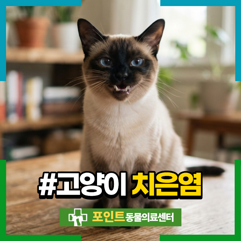 고양이 치은염 증상과 원인, 방치하면 치주염으로 이어질 수 있어요!
