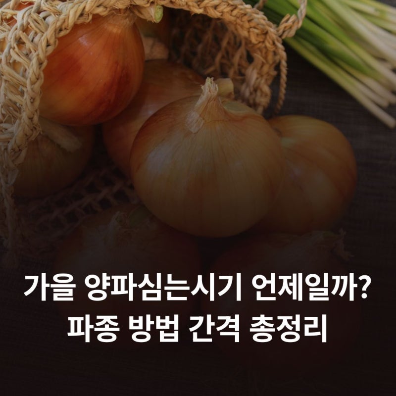 가을 양파심는시기 언제일까? 파종 방법 간격 총정리