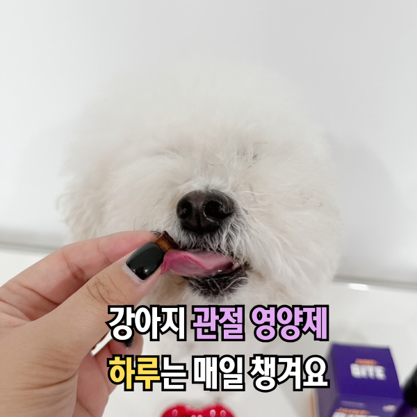 강아지 관절영양제, 슬개골탈구 증상 예방 애견영양제