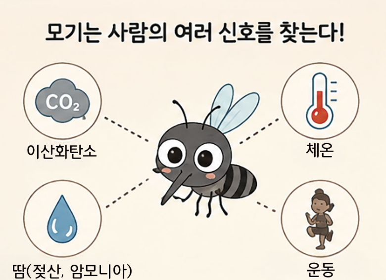 밤마다 귓가를 맴도는 불청객 모기, 제대로 알고 피하는 법