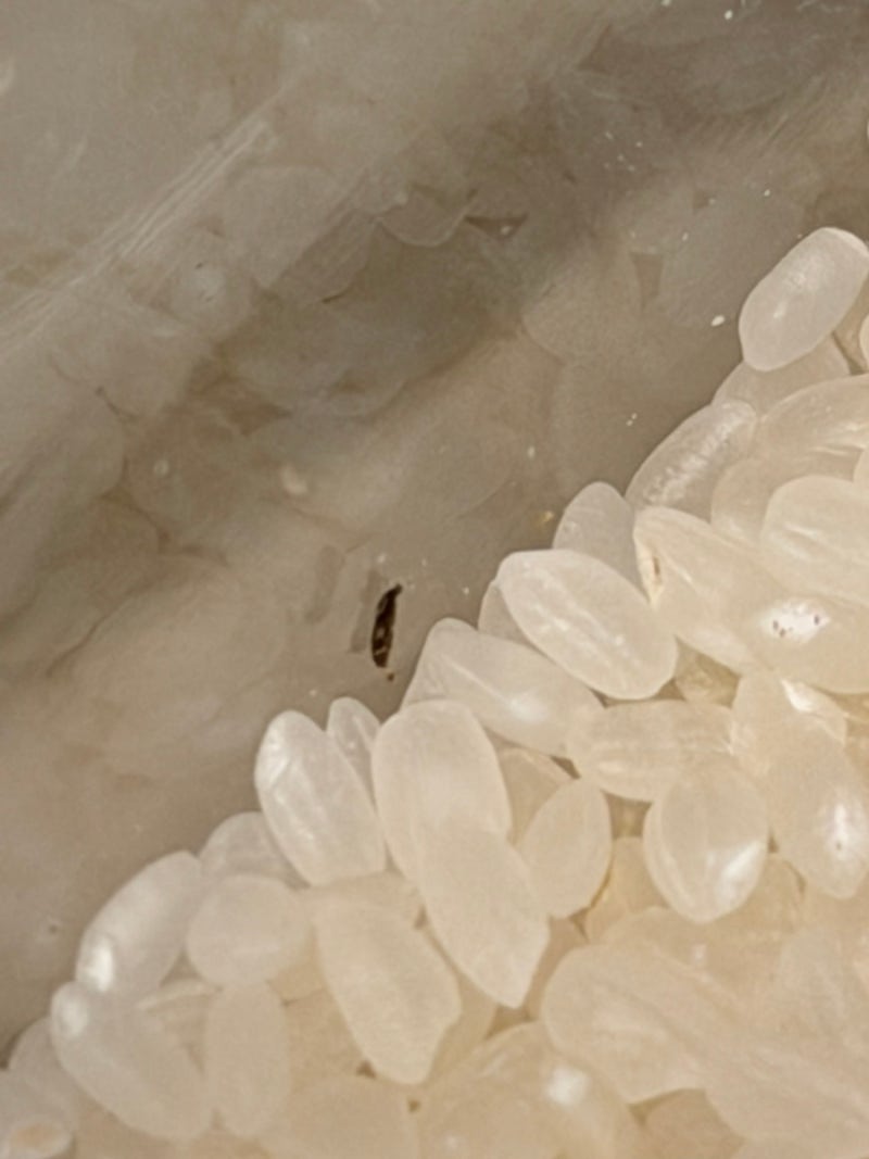 벌레난 쌀 먹어도 될까? 버려야 하는 쌀은 따로 있어요