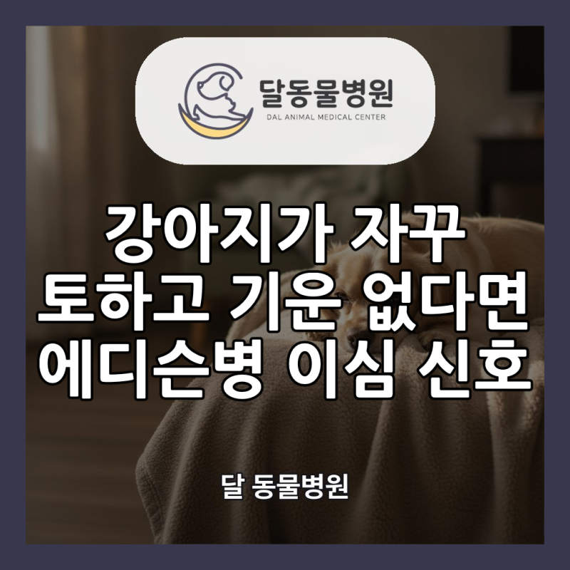 강아지 에디슨병(부신피질기능저하증) — 반복되는 구토·기력 저하, 검사로 놓치지 않는 법 ....