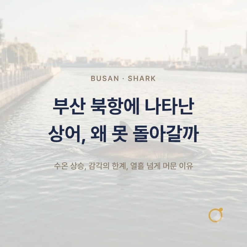 부산 상어 출몰 원인과 바다로 못 돌아가는 이유 정리 (부산 북항 친수공원)