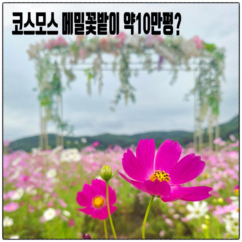 하동 가볼만한곳 북천 코스모스 메밀꽃 가을 축제 리뷰