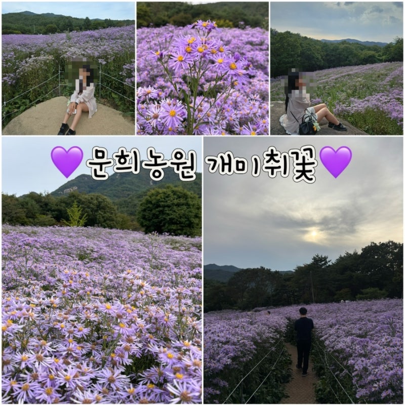 [경북 문경] 가을꽃구경 보라빛으로 물든 개미취꽃 '문희농원' 실시간 개화율, 주차, 입장료, ....