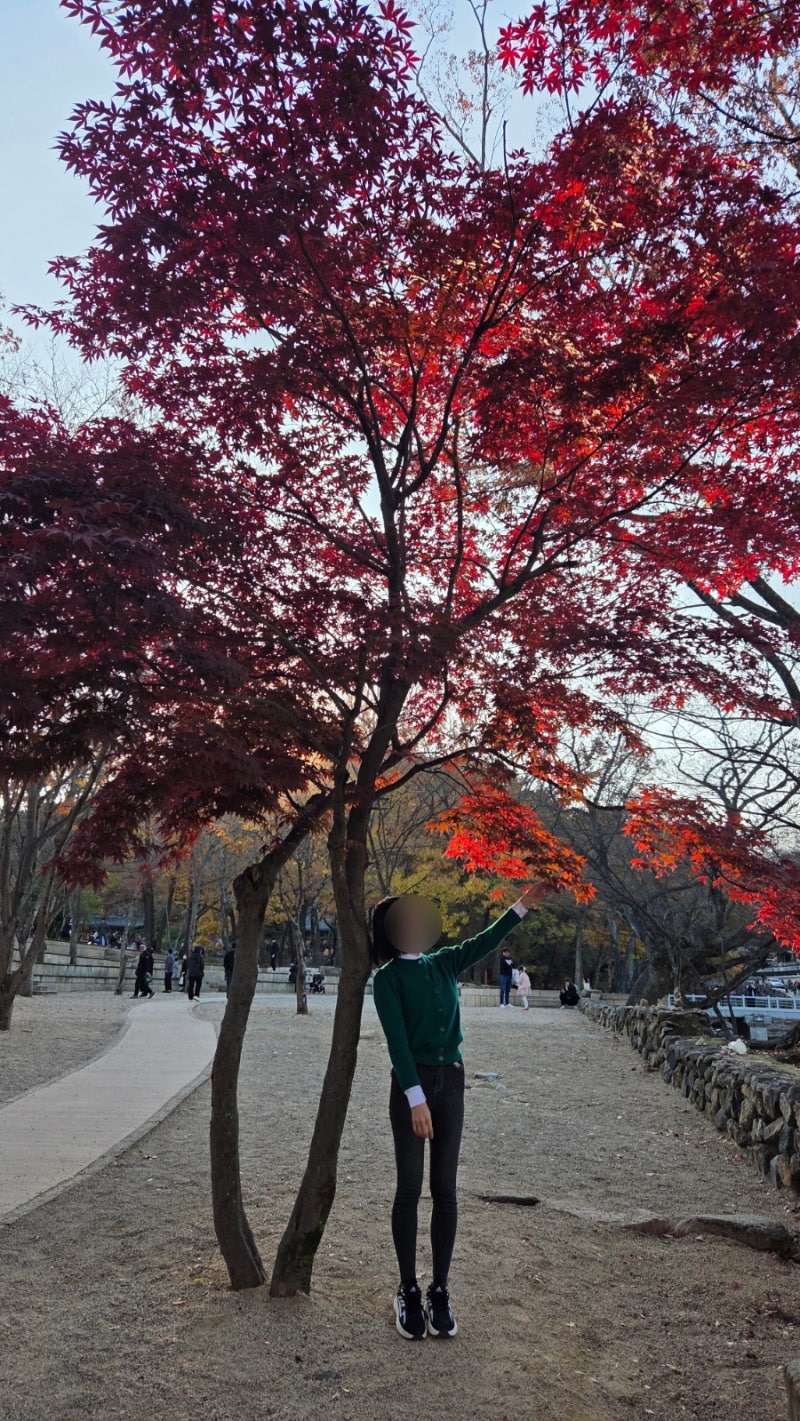 양산 통도사 단풍시기 맞춰 걸어본 무풍한송로 가을여행 단풍이랑 인생샷남기기