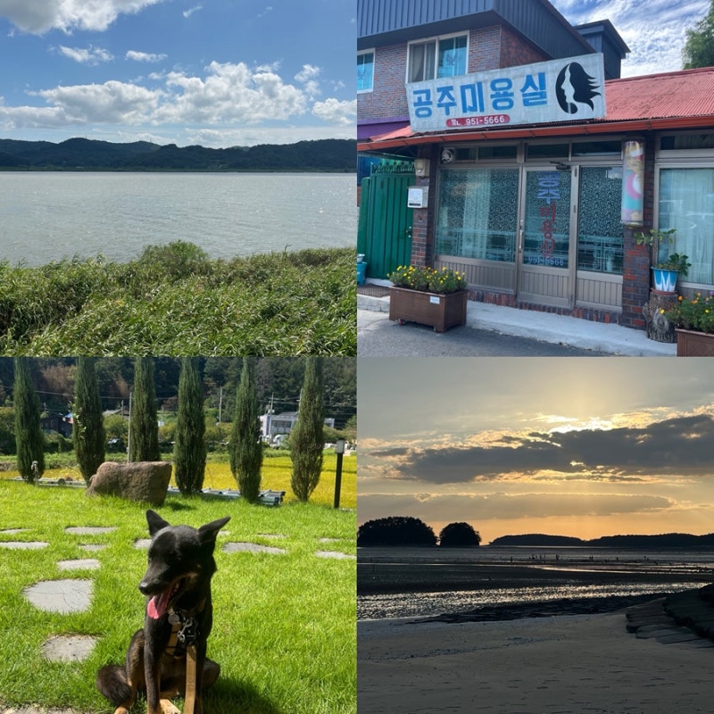 A Real Review of a Day Trip to Seocheon Near Daejeon with a Medium-Sized Jindo Dog: Driving and Walking Course