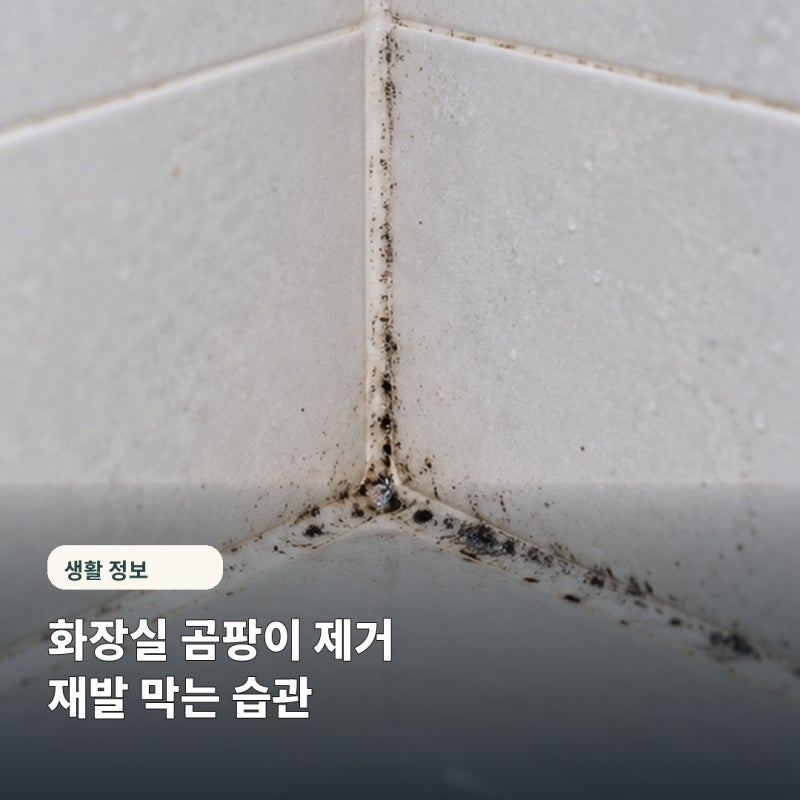"락스만 뿌리면 끝인 줄 알았는데" 화장실 곰팡이 제거, 뿌리까지 잡는 법