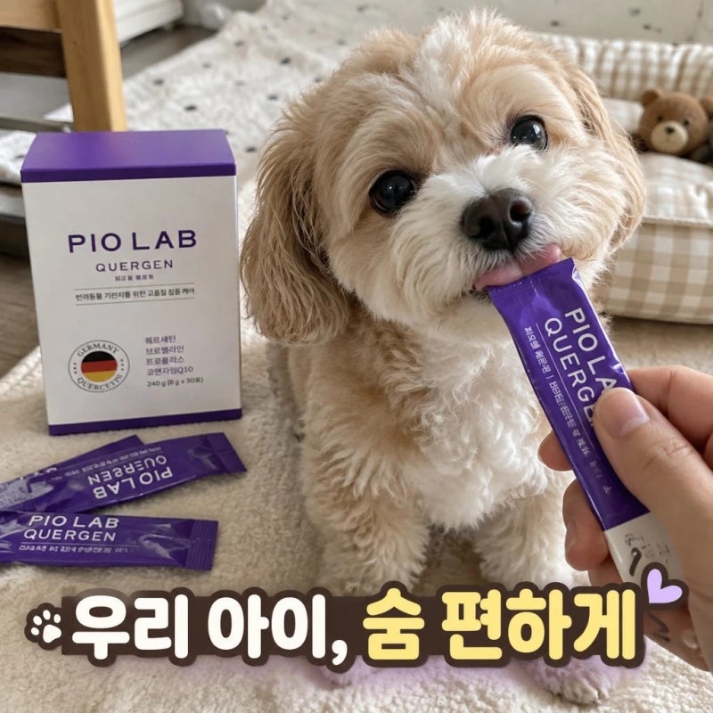 피오랩 퀘르젠 강아지 기관지 영양제 협착증 켁켁거림 기침 관리 성분 확인 가이드