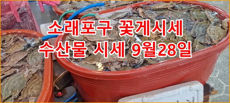 소래포구 꽃게 시세 폭락했다더니? 9월 28일 난전 어시장 갔더니 소름돋는 반전이네요