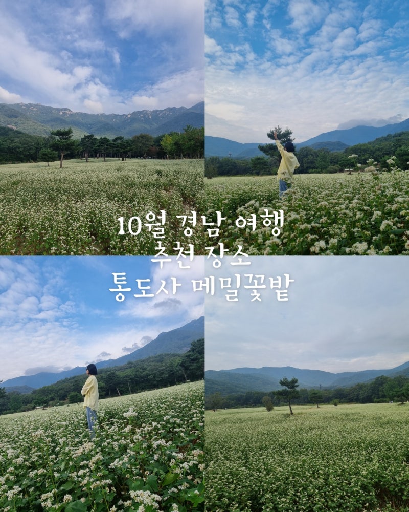 부산 근교 가볼 만한 곳 양산 통도사 메밀꽃 개화 절정 시기에 방문후기