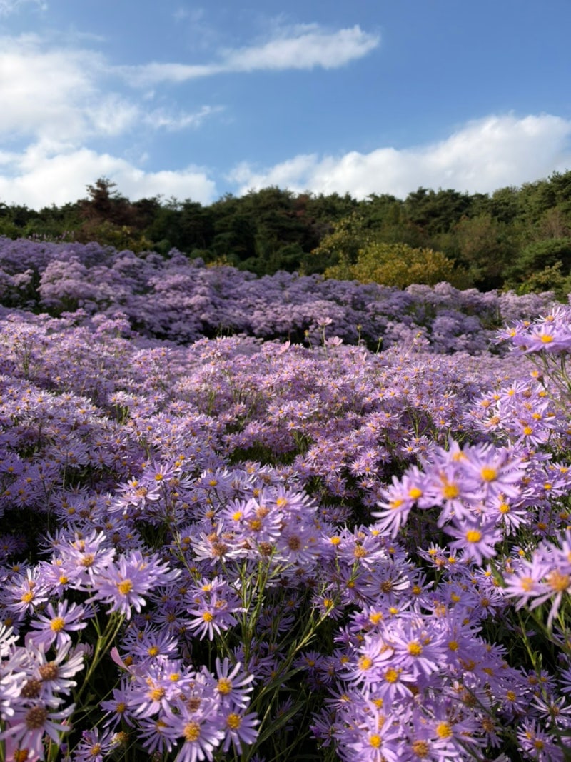 10월 문경 여행은 봉천사 개미취 축제! 보랏빛 꽃바다에 빠지고 왔어요