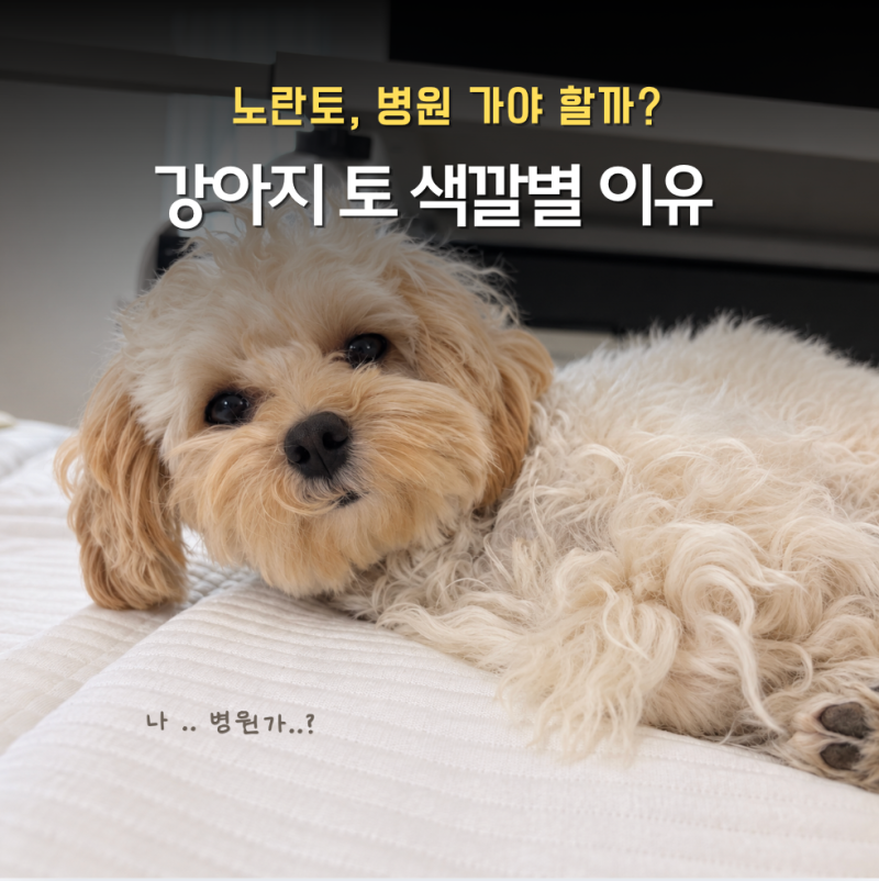 강아지 토 색깔별 이유 총정리 | 노란토·흰토·갈색토·초록토, 병원 가야 할까?