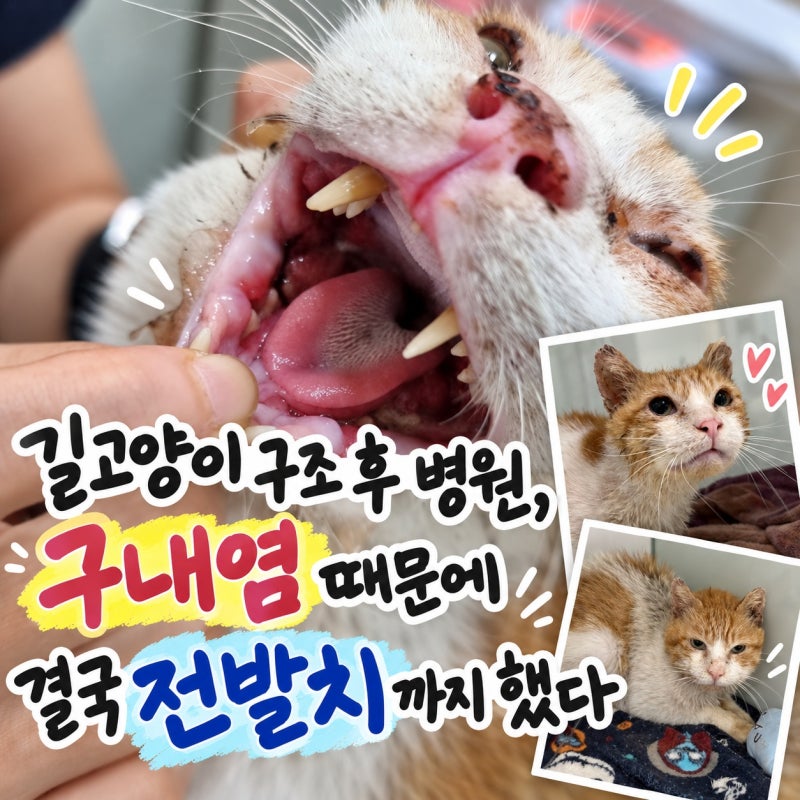 길고양이 구조 후 병원, 구내염 때문에 결국 전발치까지