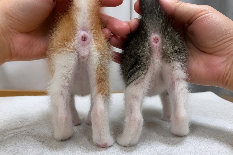 고양이 성별, 외모보다 항문과 생식기 사이를 살펴봐야 하는 이유