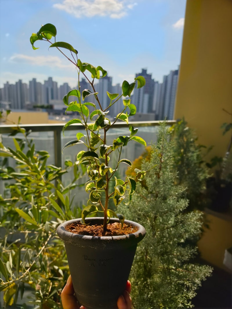 무늬 바로크벤자민 칼라 고무나무 키우기 두갸르송 공기정화식물키우기 How to Grow Variegated Bar....