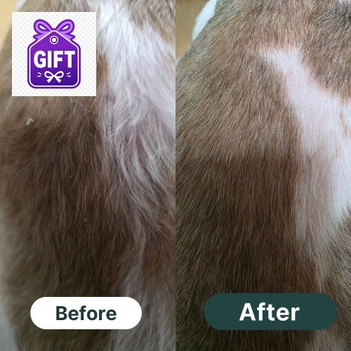 [털빠짐 고민] 아나포유 알앤유 강아지 습진 건조 모질 피부염 아토피 영양제 피부+피모, 70g, ....