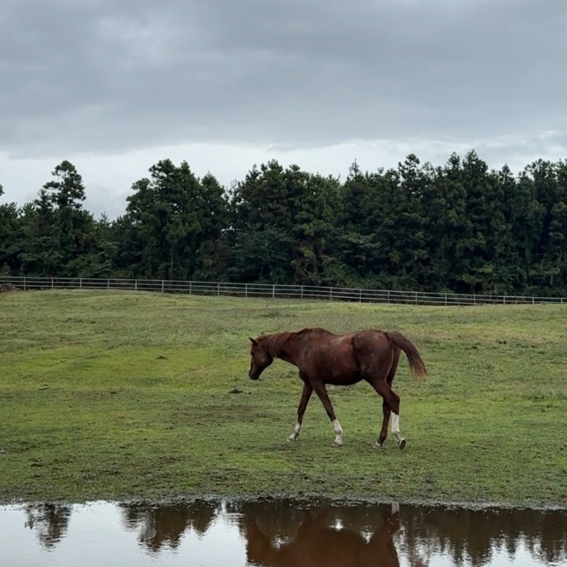 Jeju Isidor Ranch: An Honest Review of This Must-Visit Spot