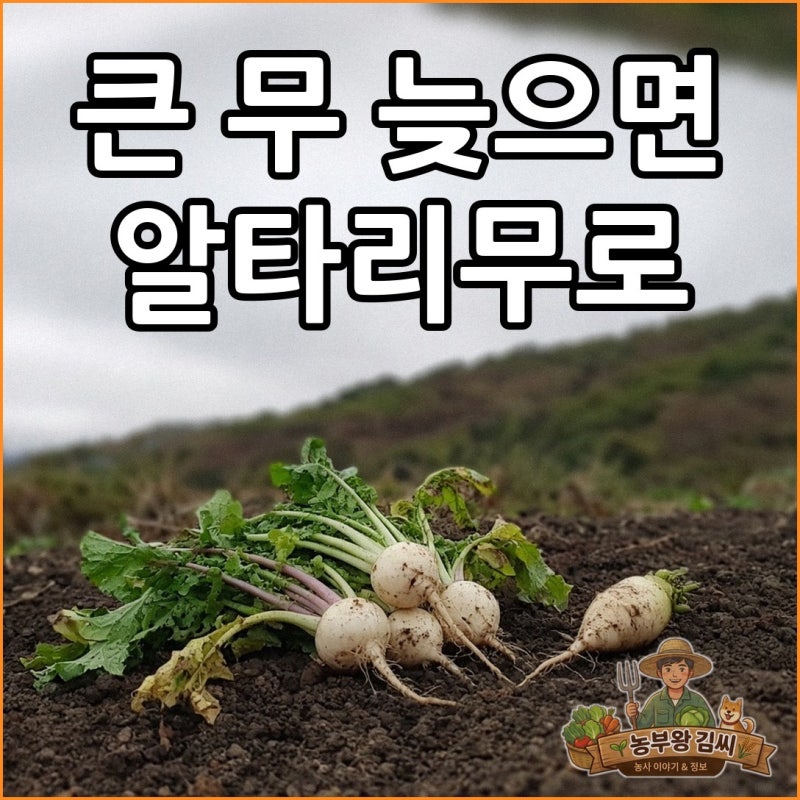 "9월 말에 김장무 씨 뿌렸다간" 무 늦파종 한계선, 김장무·알타리·총각무 파종 시기 마지노....