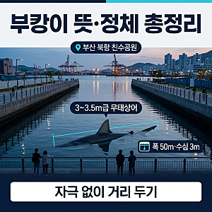 상어 부캉이 정체와 위험성, 출산설, 외해유도까지 총정리