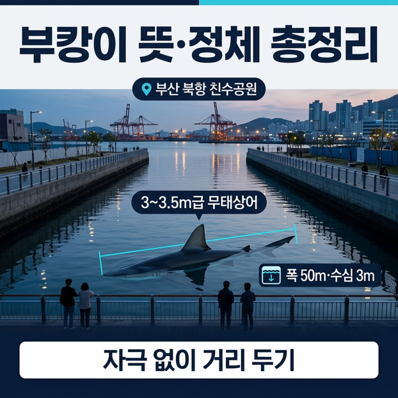 상어 부캉이 정체와 위험성, 출산설, 외해유도까지 총정리