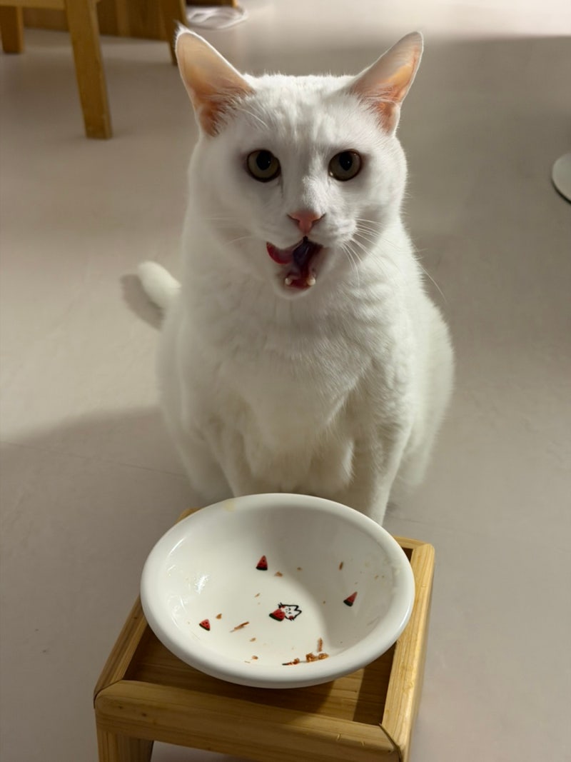 고양이 자동급식기 두 마리 따로 쓰는 이유, 급여시간도 달라요