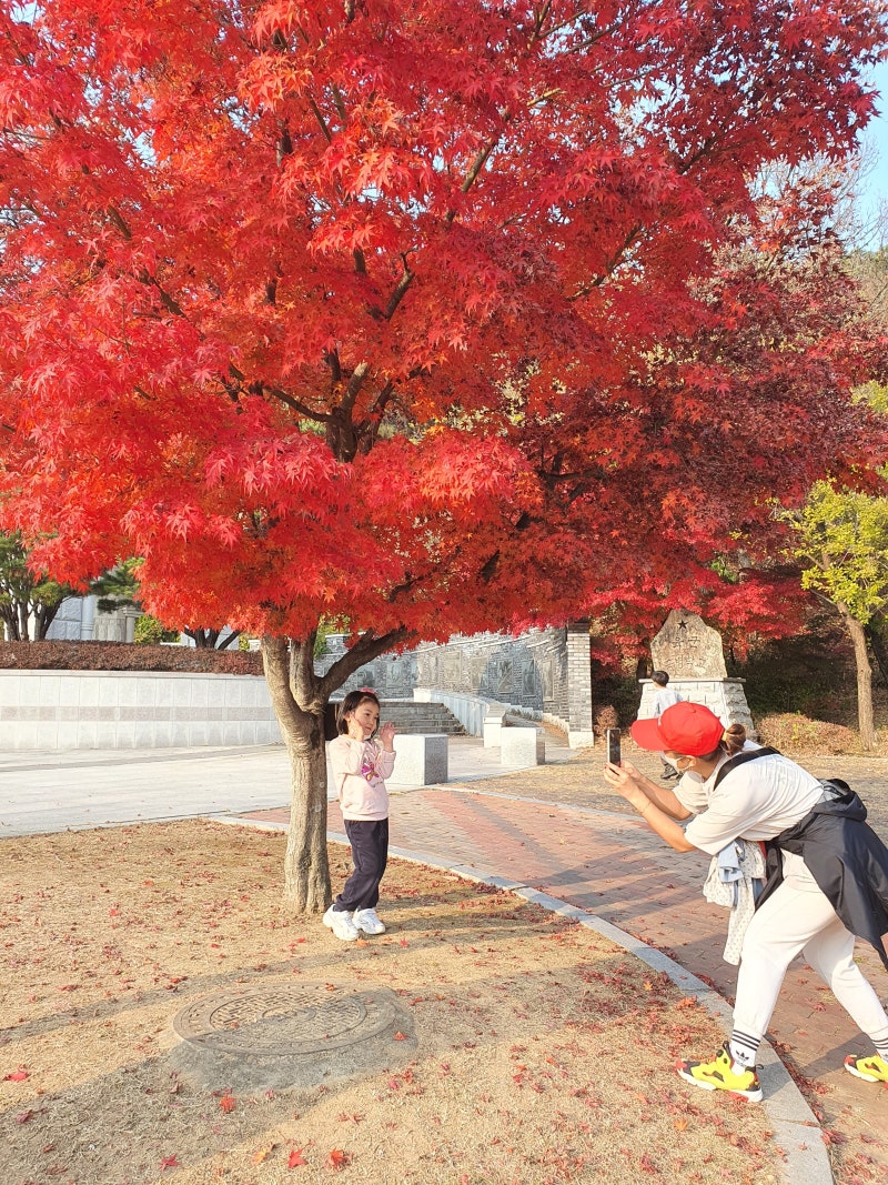빨간꽃 노란꽃 2026년 단풍구경 어디로? 전국 단풍 명소·절정시기 예측지도