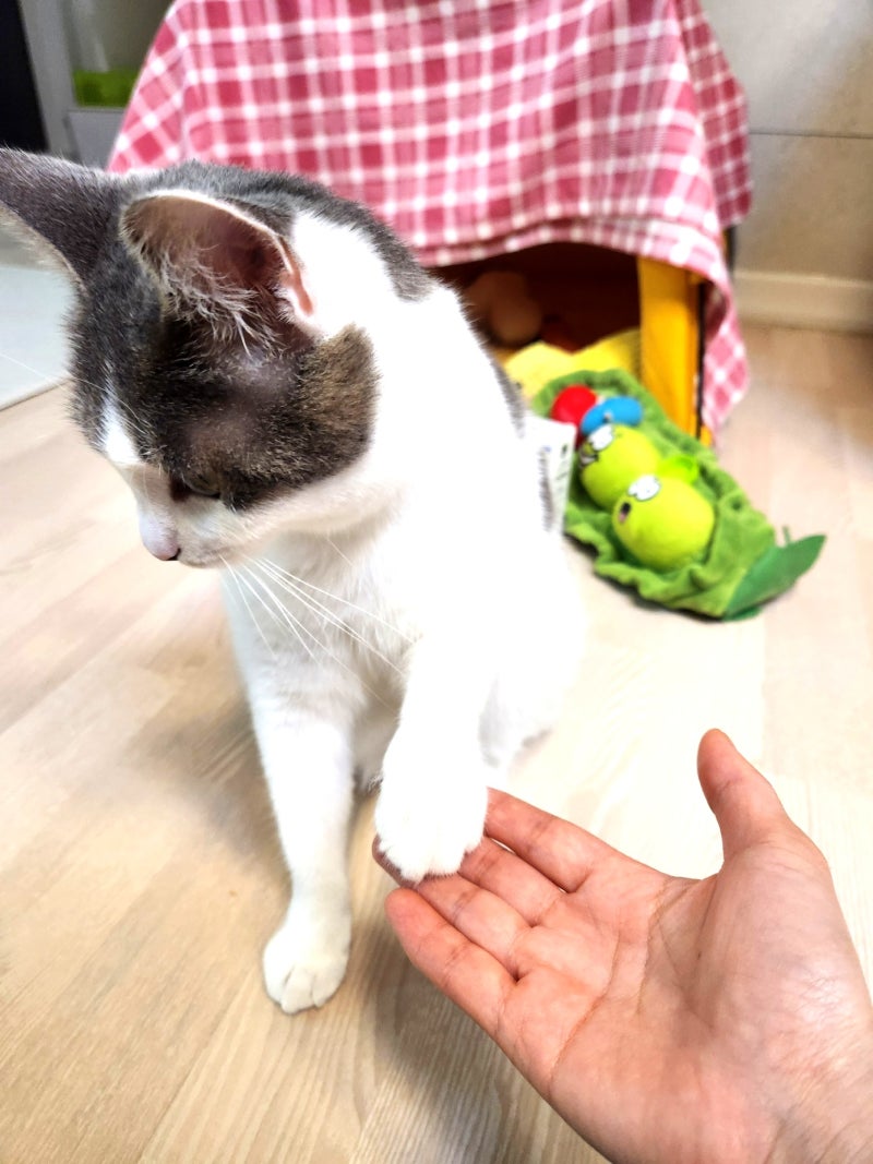 고양이 수명연장 수의사님들 추천 반려동물 강아지오메가3 보습제 먹이기편한 영양제 급여 ....
