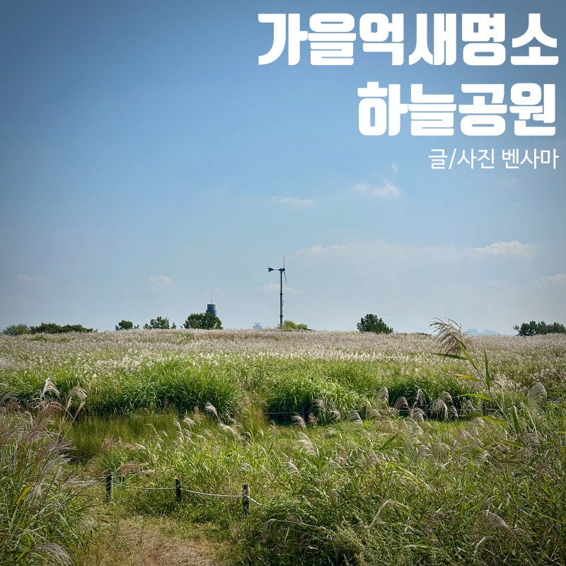 가을억새명소 하늘공원, 2026 서울억새축제 일정부터 맹꽁이열차 시간표