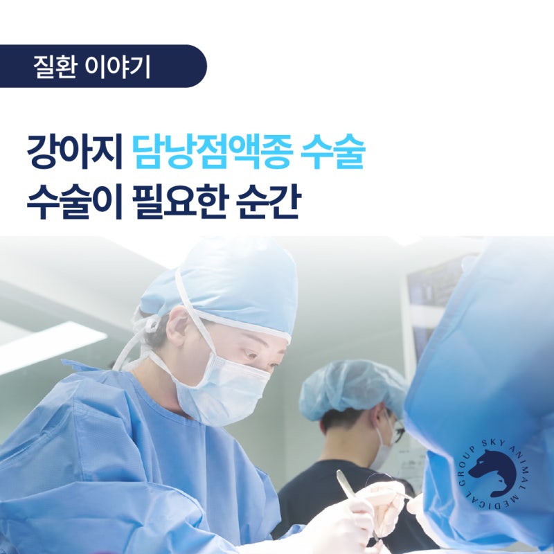 강아지 담낭점액종 수술 언제 서둘러야 할까?
