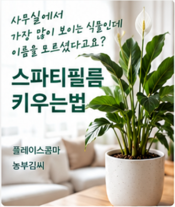 스파티필름 키우는법｜잎이 축 처지는 이유부터 물주기, 꽃 피우기까지 (플레이스콤마)