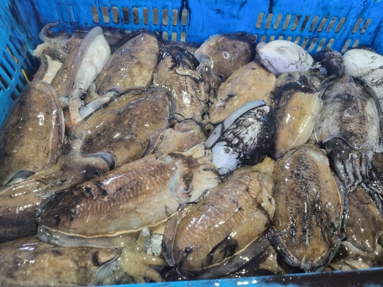 갑오징어 제철 시기 냉동 갑오징어 데치기 몇 분이 적당할까