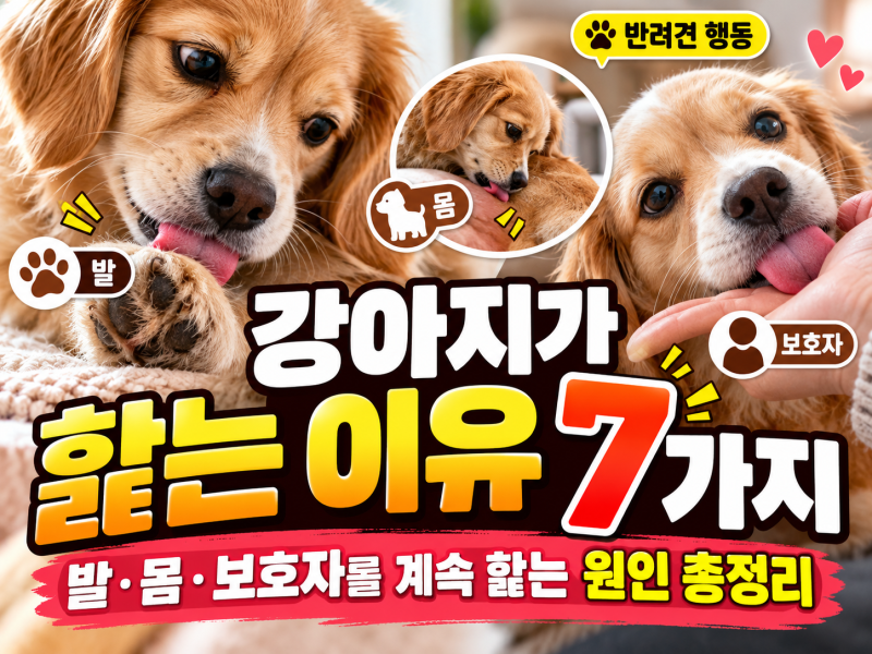 ⭐ 강아지가 핥는 이유 7가지｜발·몸·보호자를 계속 핥는 원인 총정리