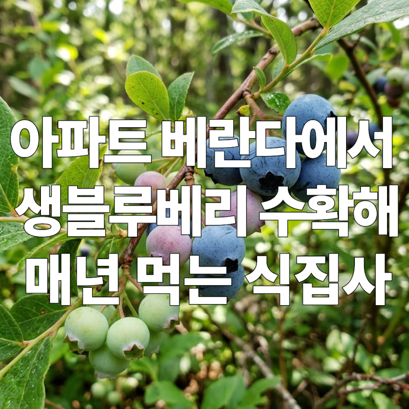 집에서 생블루베리 직접 수확해서 먹어본 초보식집사의 성공비법