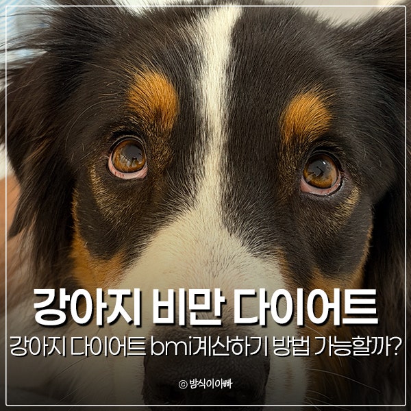 강아지 비만 다이어트 bmi계산하기 방법 가능할까?