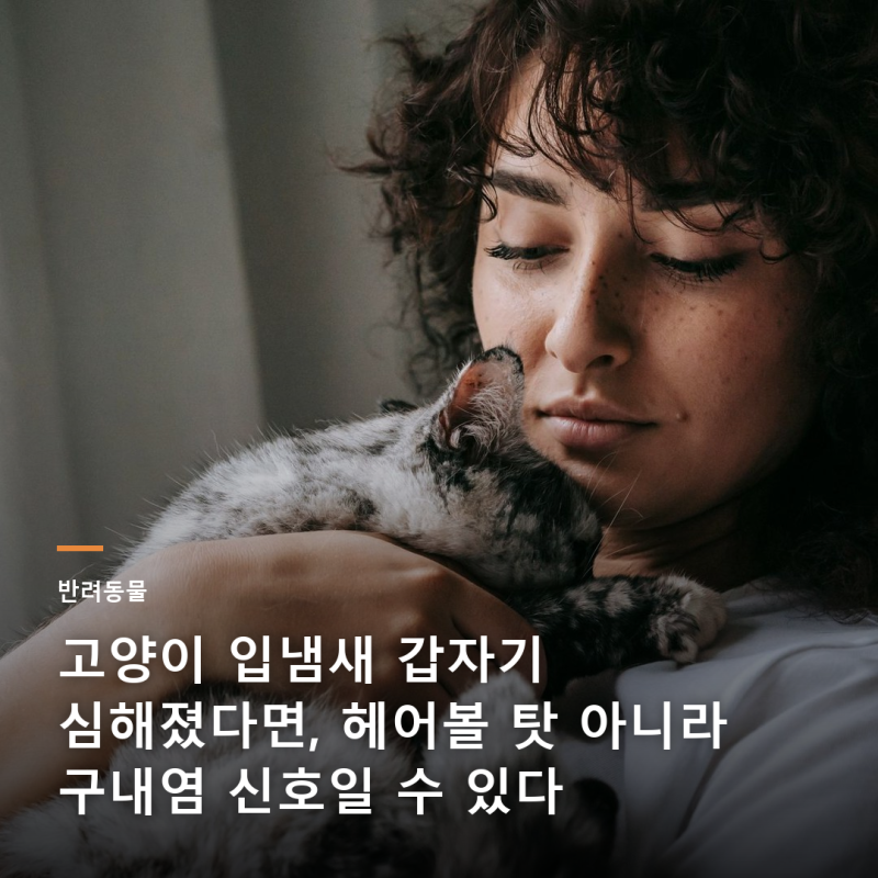 고양이 입냄새 갑자기 심해졌다면, 헤어볼 탓 아니라 구내염 신호일 수 있다