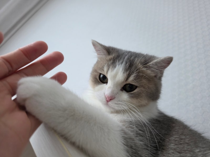 고양이 동물병원 진료비가 비싼 이유, 생각보다 많은 비용이 들어가는 이유