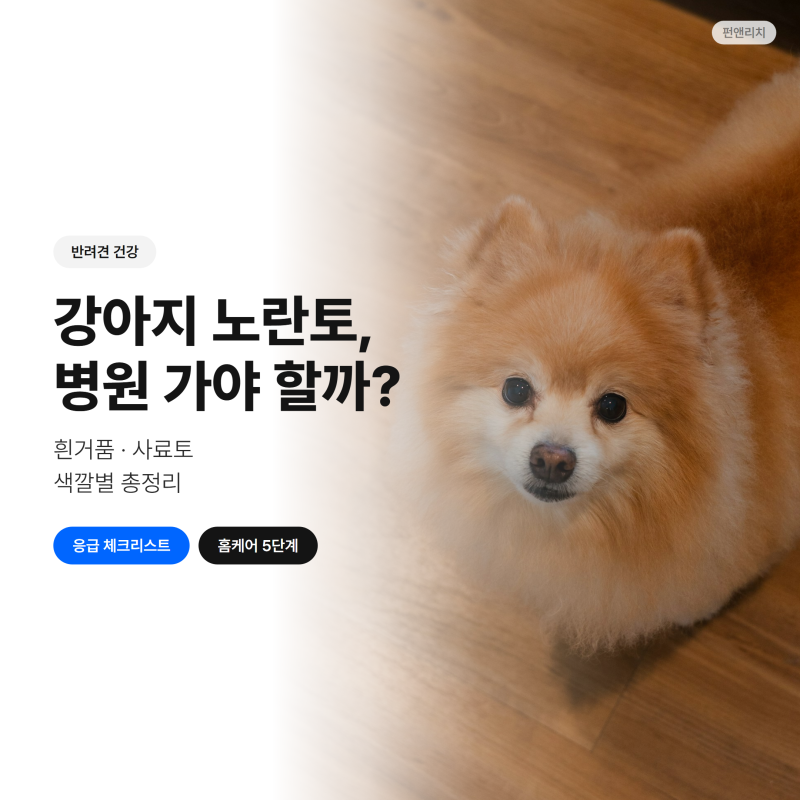 강아지 노란토, 병원 가야 할까? 흰거품·사료토 색깔별 총정리