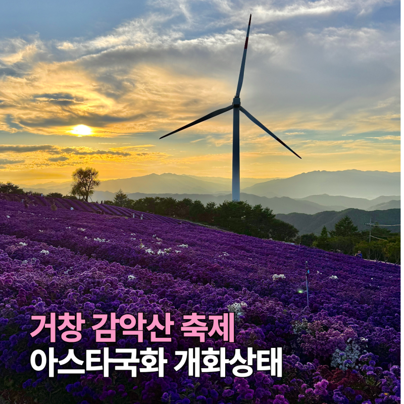 거창 감악산 축제 아스타국화 개화상태 주차장 셔틀벼스 이용방법 총정리