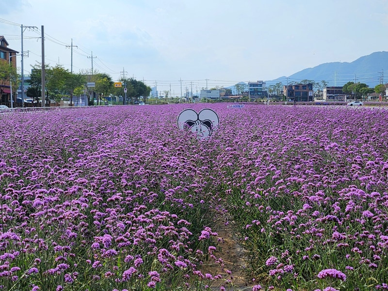 제천은 지금 보라빛, 10월 버베나 꽃 구경, 제천 구비행장
